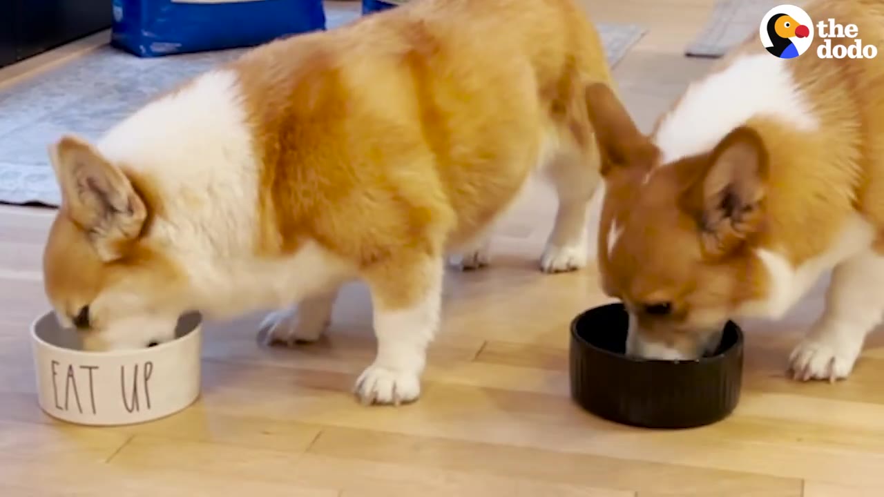 Two corgis eating side by side from separate food bowls on a wooden floor.