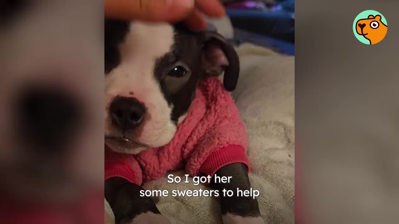 A small black-and-white puppy wearing a cozy pink sweater while being gently petted on the head.