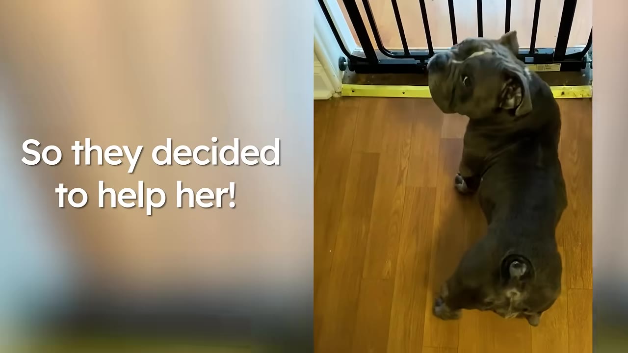A dark grey puppy standing on a wooden floor indoors, looking back over its shoulder near a black baby gate.