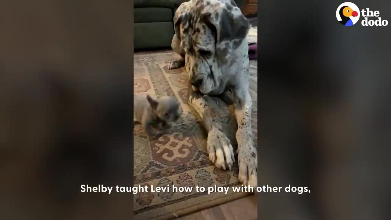 A large Great Dane lying on a patterned rug next to a tiny grey puppy.
