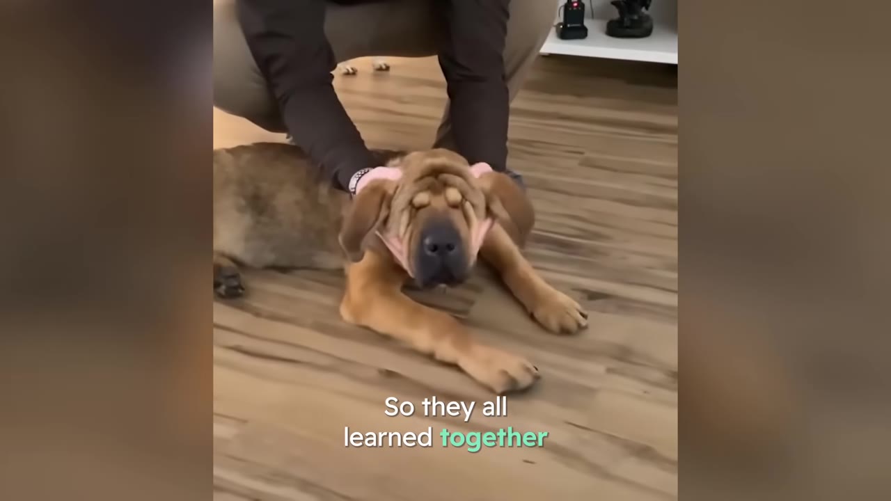 A person crouching down on a wooden floor and gently holding back the ears of a floppy-faced brown dog lying down.