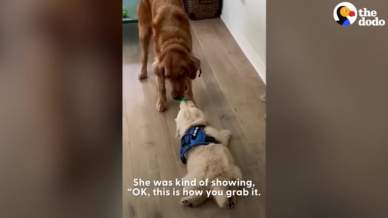 A golden retriever standing over a small puppy lying on the floor while they both hold a toy together.