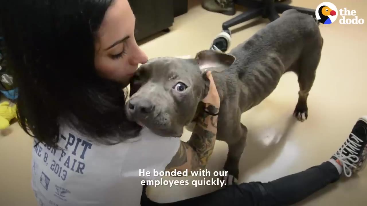 A woman with dark hair kisses the head of a thin, grey pit bull dog who is standing next to her as she sits on the floor.