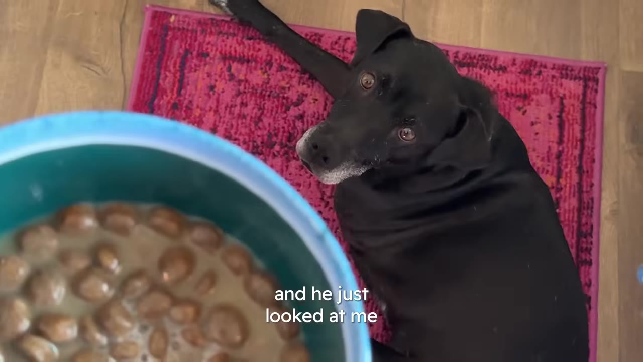 A black dog lying on a pink mat looking up at the camera next to a blue bowl filled with dog food.