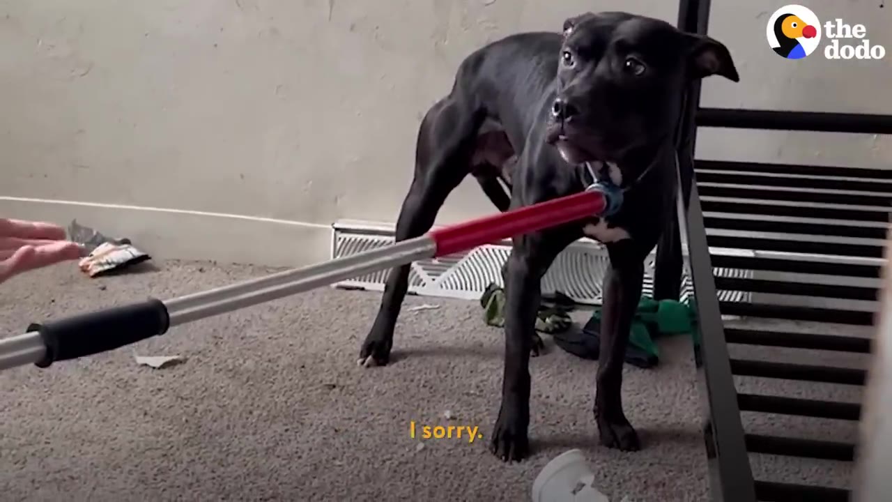 A black dog standing cautiously in a room while a person extends a gentle hand toward him.