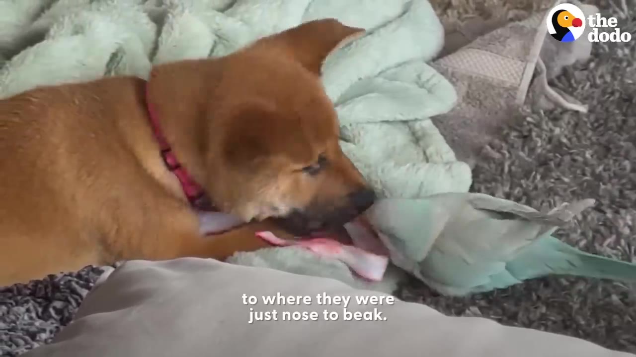 A brown puppy and a light blue parakeet interact closely, touching nose to beak on a soft blanket.