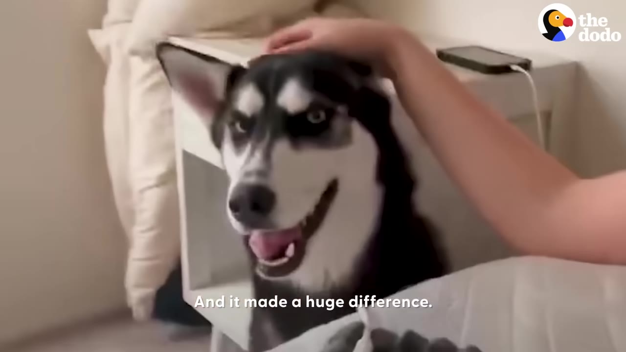 A happy husky dog smiling while being petted on the head by a person inside a home.