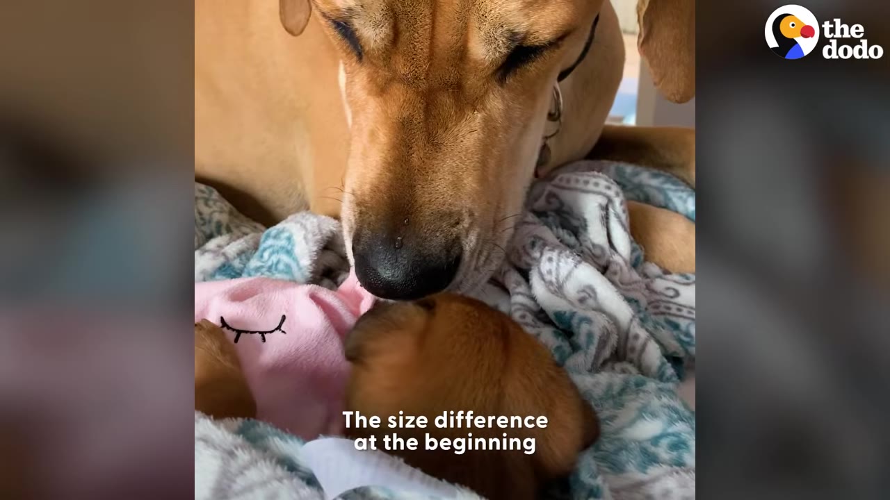 A large tan dog gently nuzzles a tiny brown puppy resting on a blanket.
