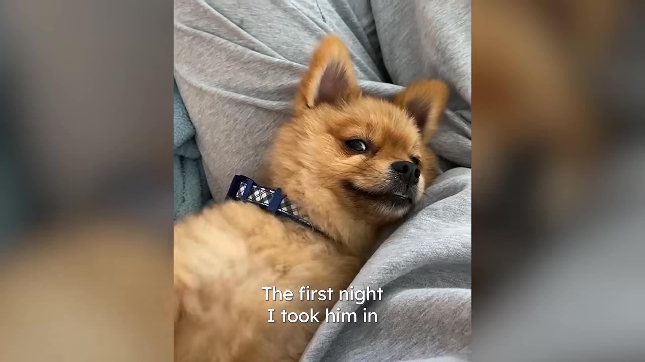 A small, fluffy brown Pomeranian dog wearing a blue plaid collar lies on a person's lap wearing grey sweatpants, looking up with a calm expression.
