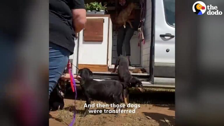 California Travelers Opened Their Camper Van Doors To Stray Dogs, But They Had No Idea What Was Coming Next