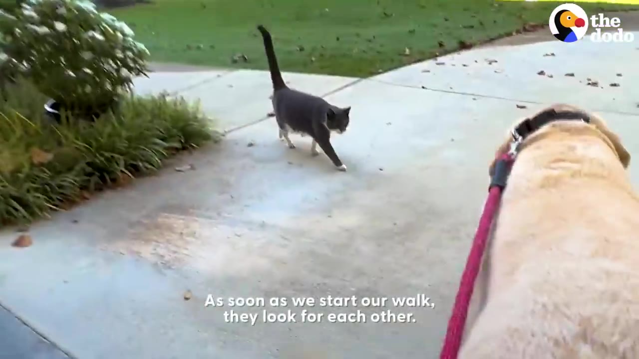 A grey and white cat walks along a concrete path towards a yellow Labrador retriever on a pink leash.