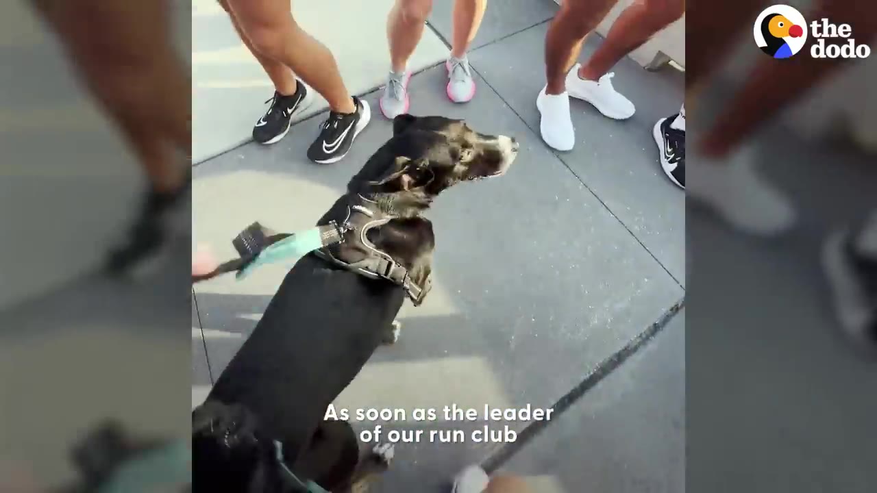 A black dog wearing a harness and leash stands on a sidewalk surrounded by people in running shoes.