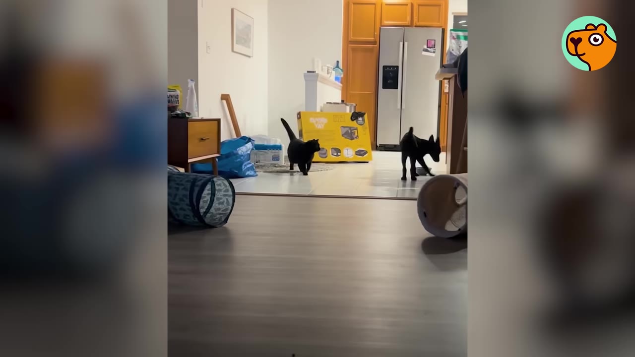 A black cat walking across a room in a home near a small black puppy.