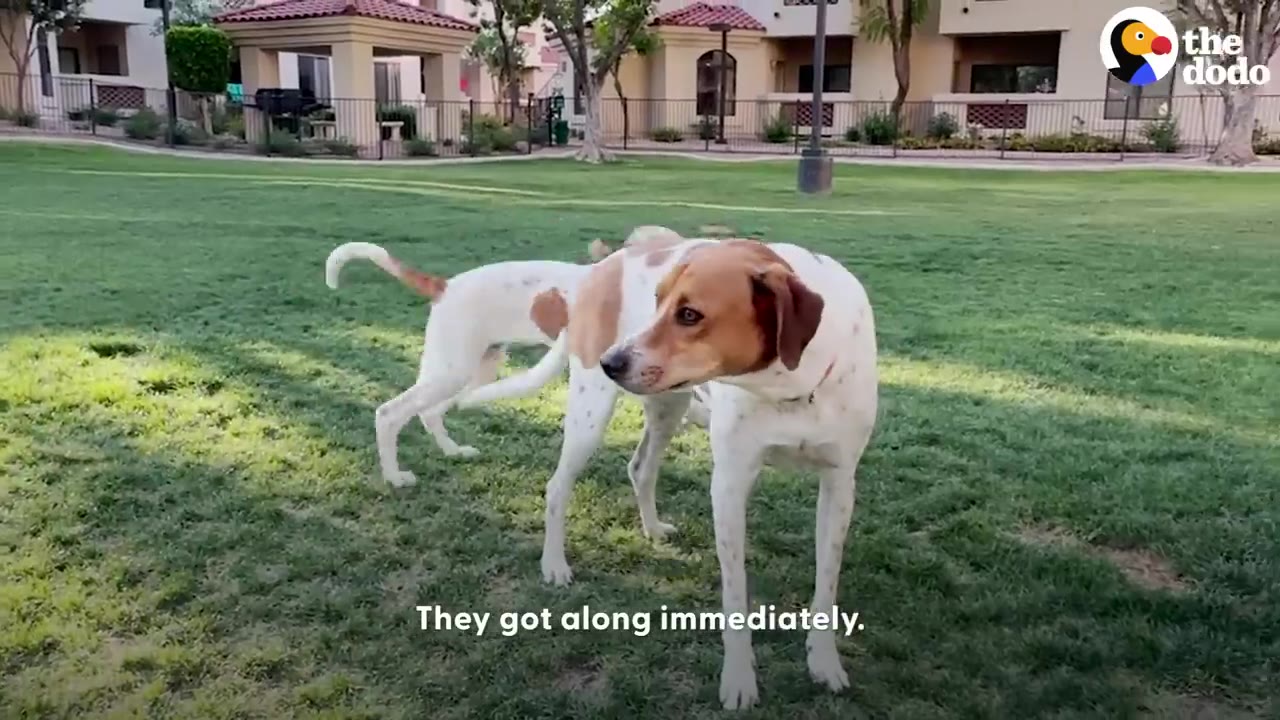 Two similar brown and white dogs standing together on a grassy lawn in front of apartment buildings.