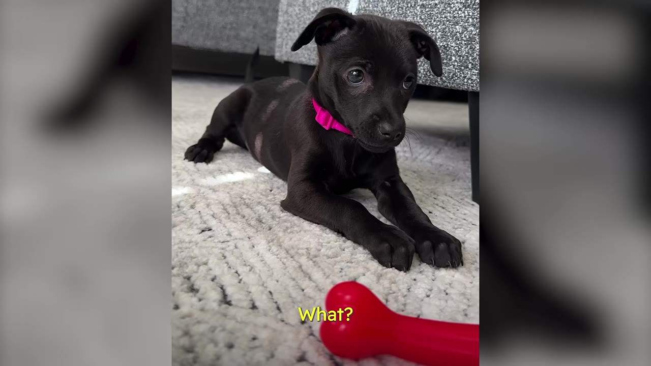 A small black puppy with a pink collar lies on a light-colored rug, looking up with wide, expressive eyes next to a red toy.
