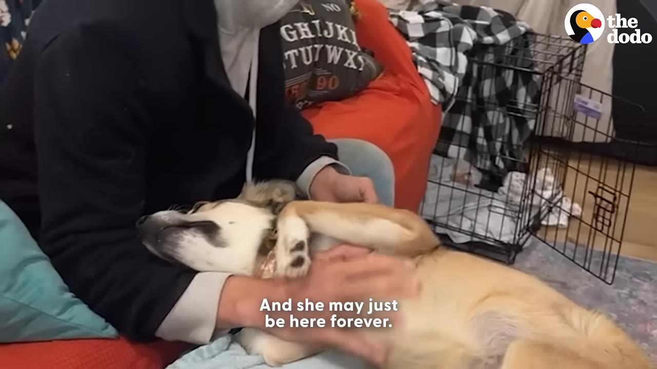 A light brown and white dog lies on its back in a person's lap, receiving belly rubs and looking relaxed.