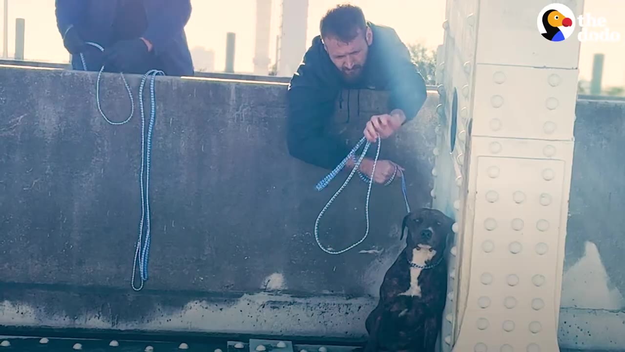 A rescuer leans over a ledge holding a blue slip leash secured around the neck of a dark dog sitting below.