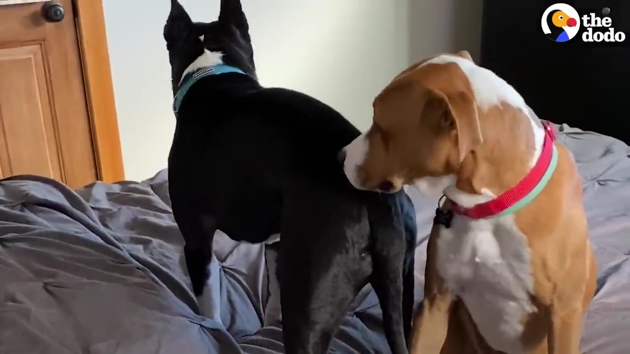A brown and white dog with a red collar sniffs the backside of a black and white dog on a bed.