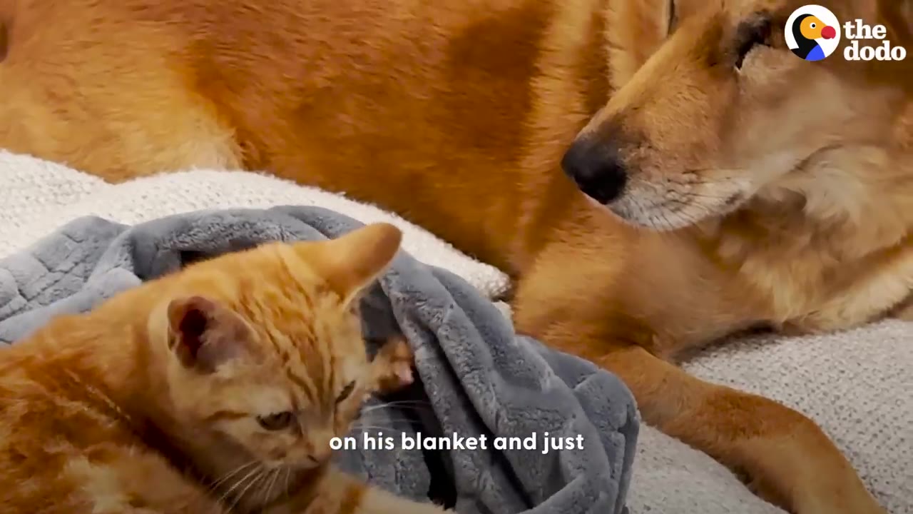 An orange kitten wrapped in a grey blanket sits next to a large tan dog lying down on a rug.