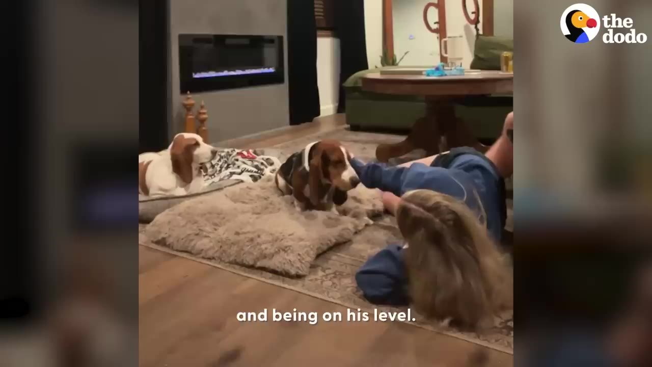 A woman lies on the living room rug, reaching out to gently touch a Basset Hound sitting on a dog bed near another resting dog.