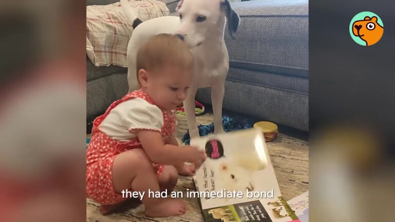 Massachusetts Man Rescued A Stray Who Adored His Baby, But Loving Her Meant Making A Hard Decision