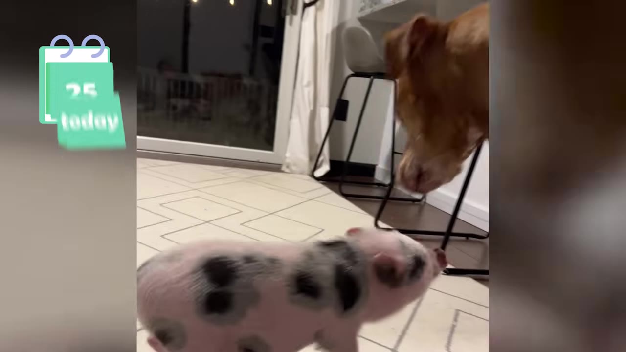 A small spotted piglet standing on a tiled floor inside a house, leaning toward a brown dog.