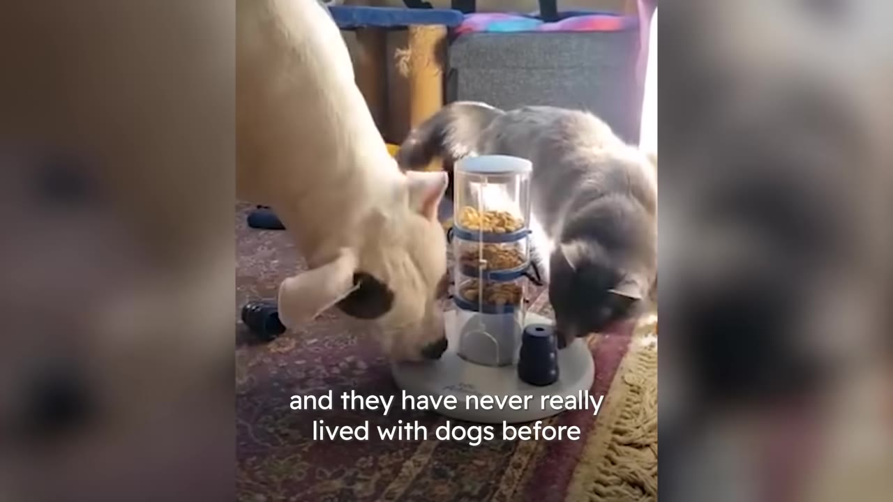 A white dog and a grey cat sharing a puzzle treat toy indoors.