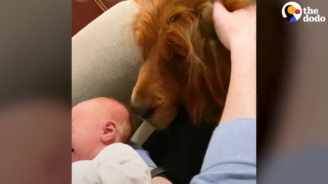 A golden-brown dog gently sniffs the head of a newborn baby lying on a couch.