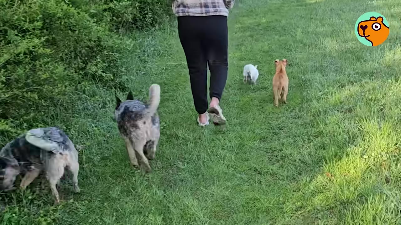 A person walking down a grassy path alongside multiple dogs and a small white animal running ahead.