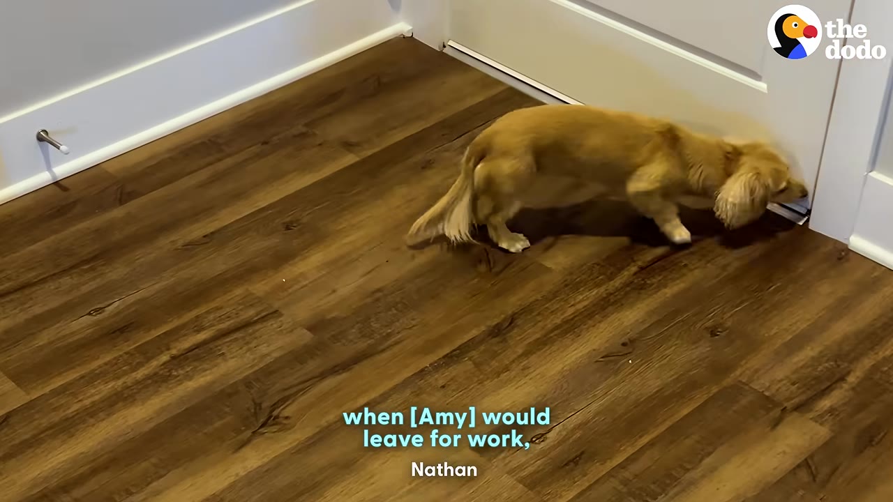 A small, long-haired dachshund stands on a wooden floor, sniffing at the bottom of a closed white door.
