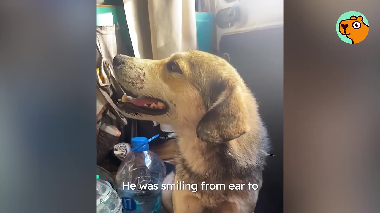 A tan and black dog sitting inside a van with an open mouth, appearing happy and content.