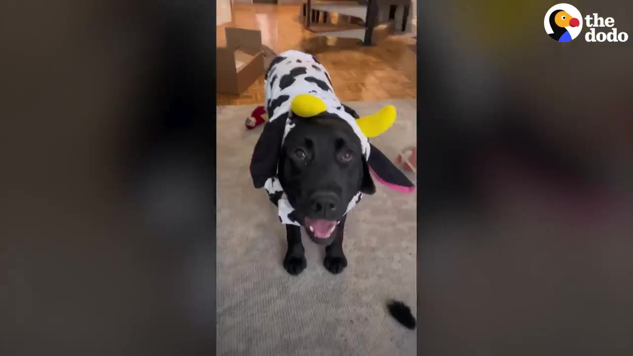 A black dog standing on a rug inside wearing a spotted cow costume with yellow horns.