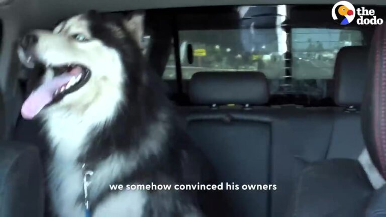 Rescuers Meet Texas Husky Who Has Spent So Long In One Backyard That The Front Yard Feels Like Another World