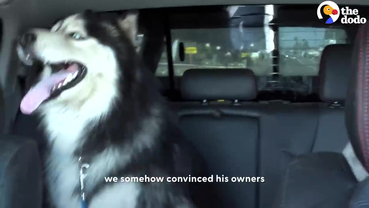 A black and white husky sitting panting in the back seat of a vehicle.