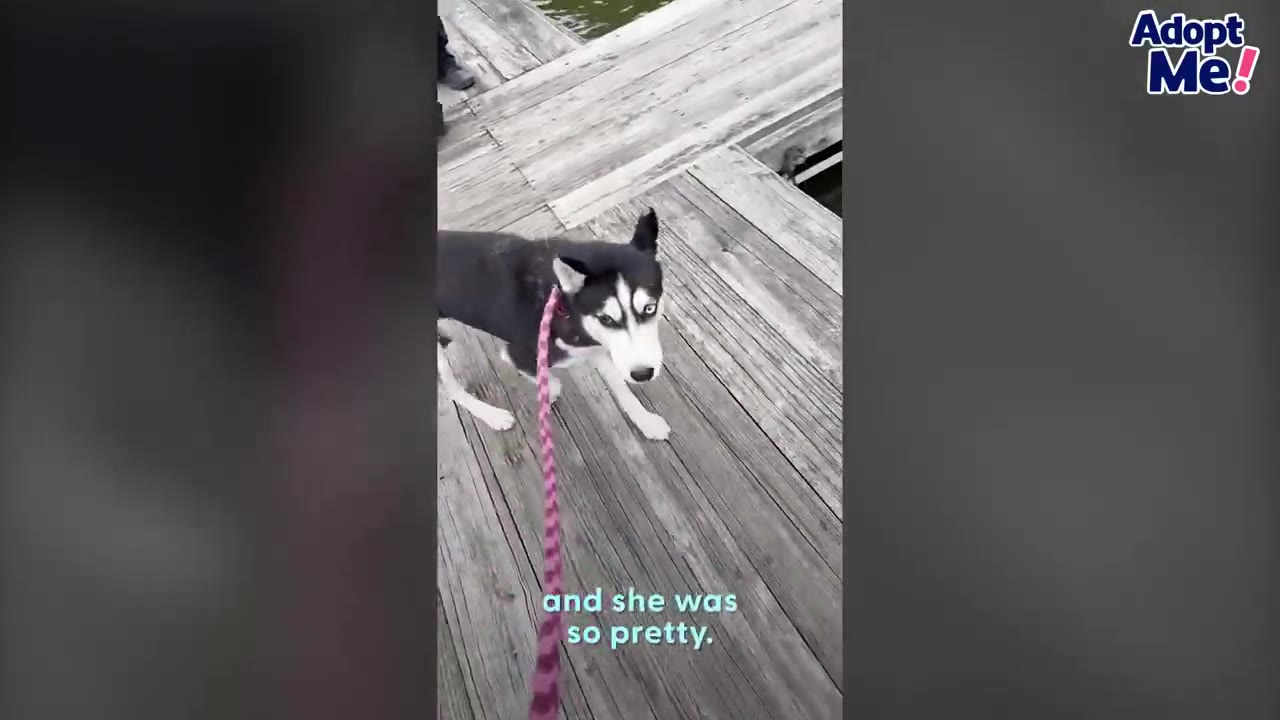 A black and white Siberian husky on a pink leash stands on a wooden dock looking directly up at the camera, revealing her distinct facial markings and eyes.