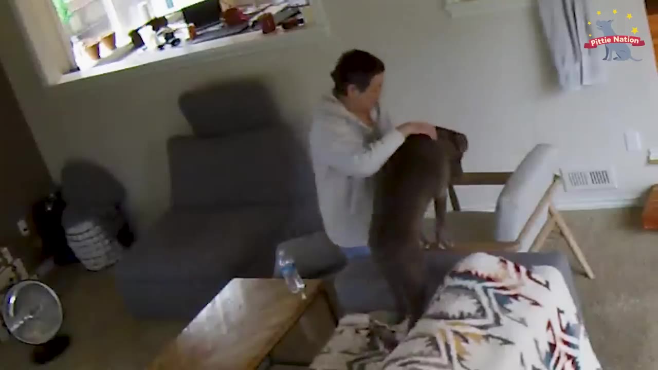 A woman in a white jacket pets a large grey dog in a living room.