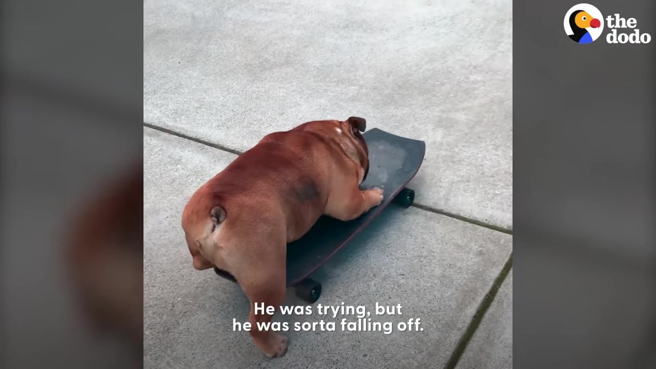 A brown bulldog attempting to ride a small skateboard on a concrete sidewalk, slipping off the side.