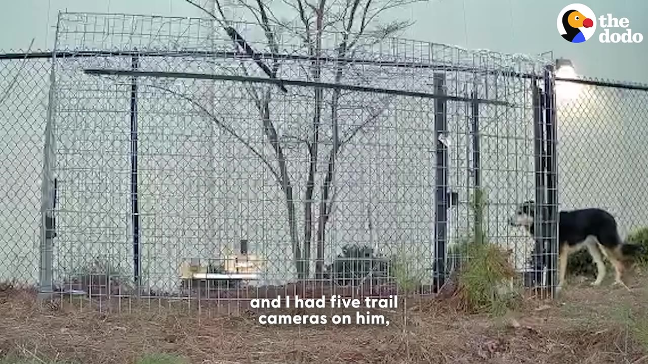 A black and tan dog stands near the open door of a large wire mesh enclosure trap set up outdoors.