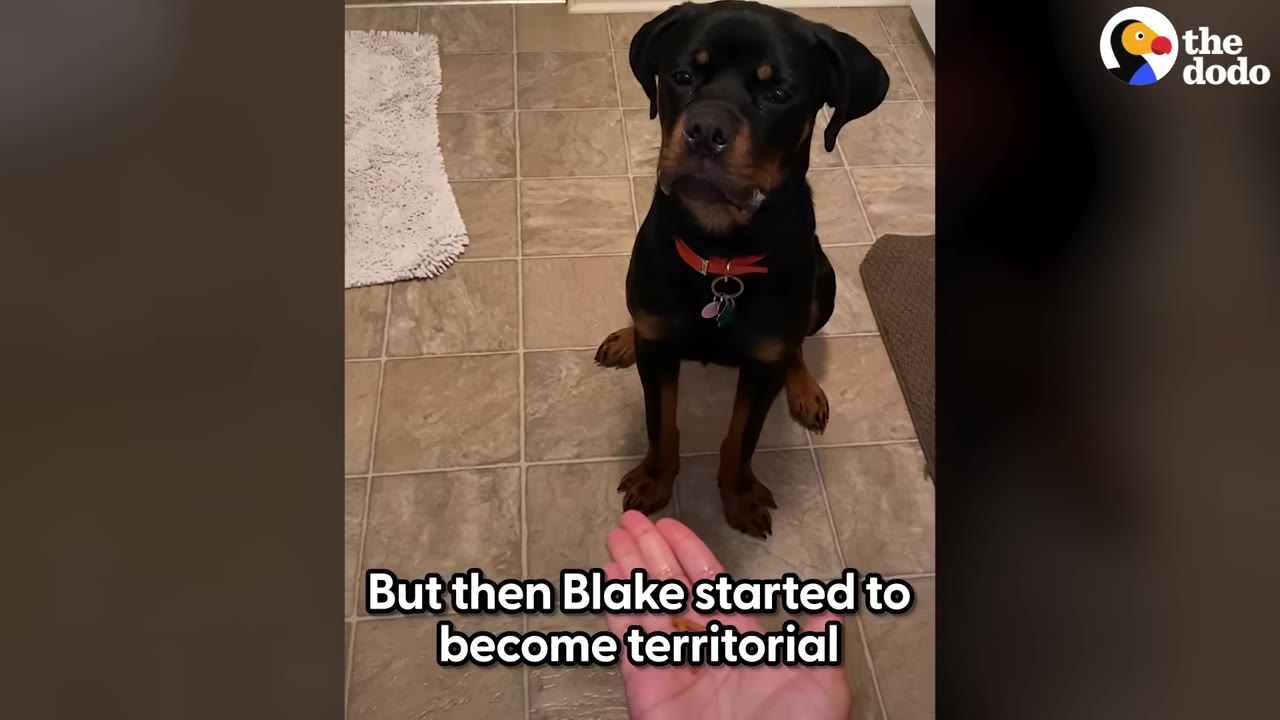 A black and tan Rottweiler sitting on a tiled floor, looking towards an open human hand holding a small treat.