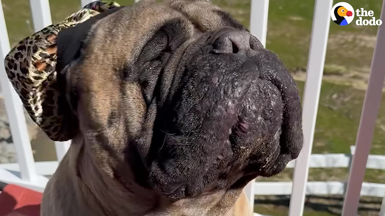 A close-up shot of a large bullmastiff dog wearing a leopard-print headband, looking calm and gentle.