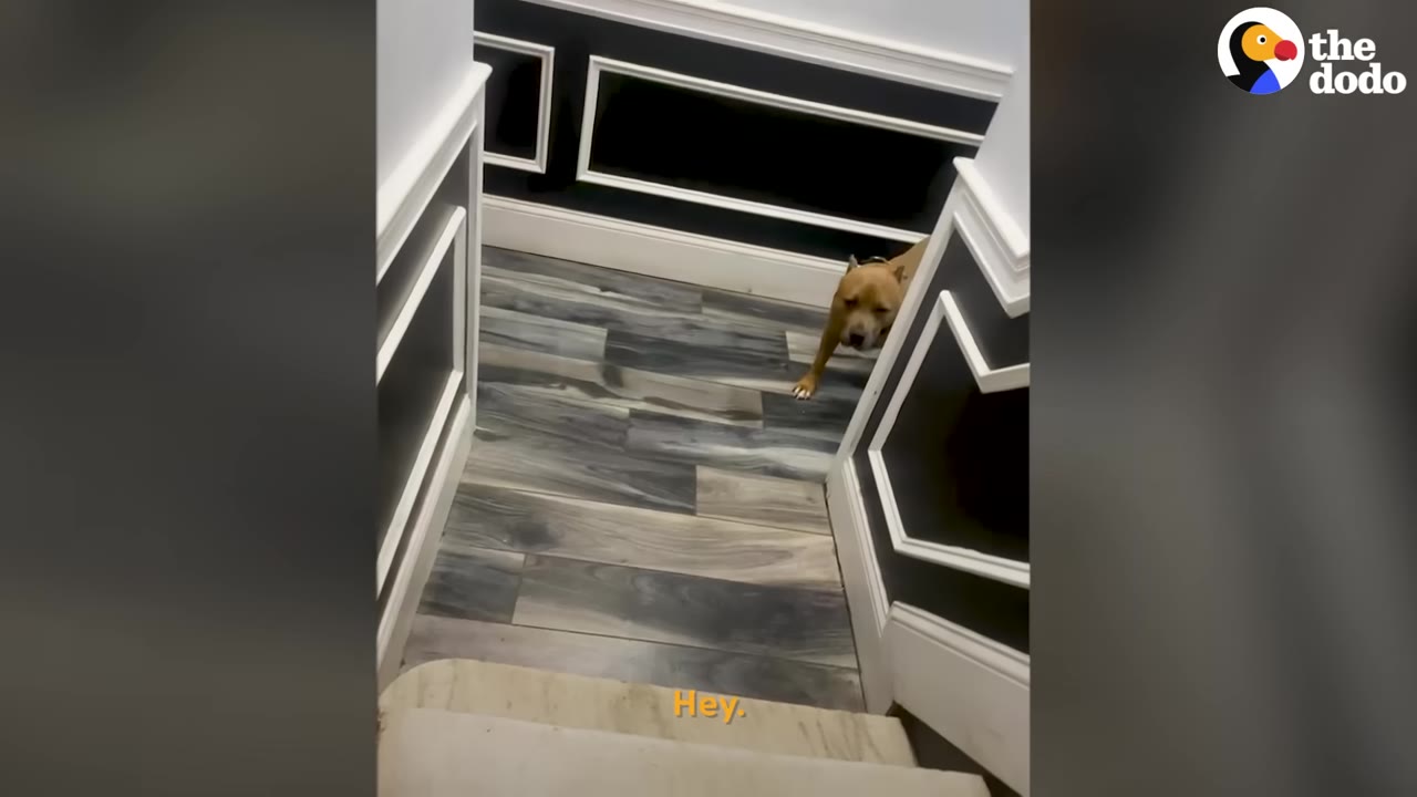 A brown pit bull stands hesitatingly at the bottom of a staircase looking up.