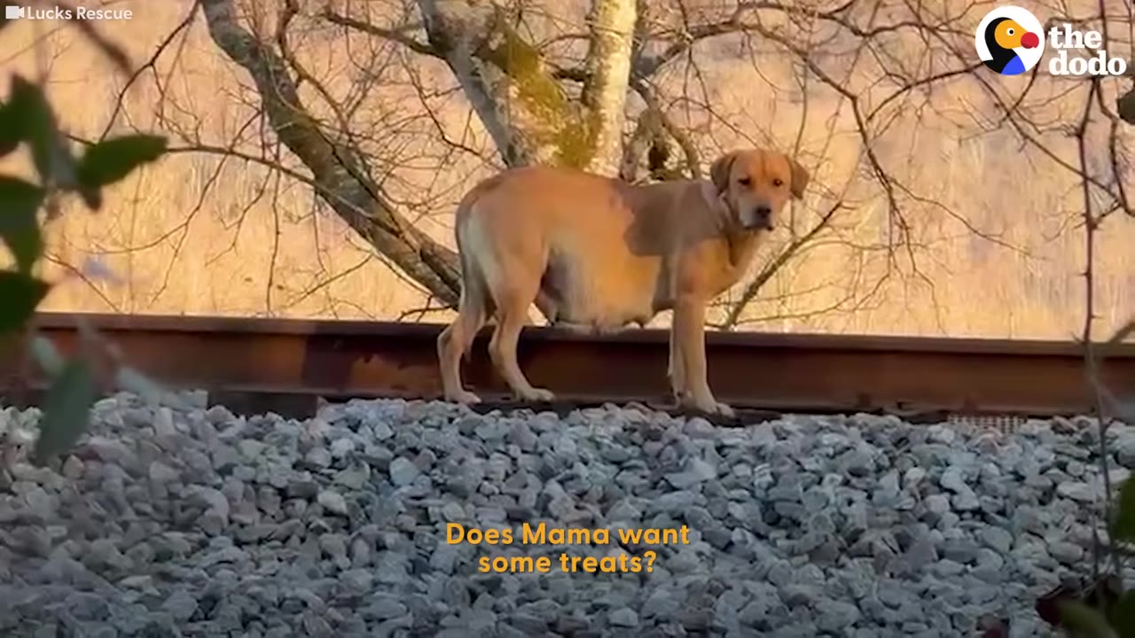 A pregnant light brown dog stands on a railway track looking cautiously toward the camera, with text on screen reading 'Does Mama want some treats?'