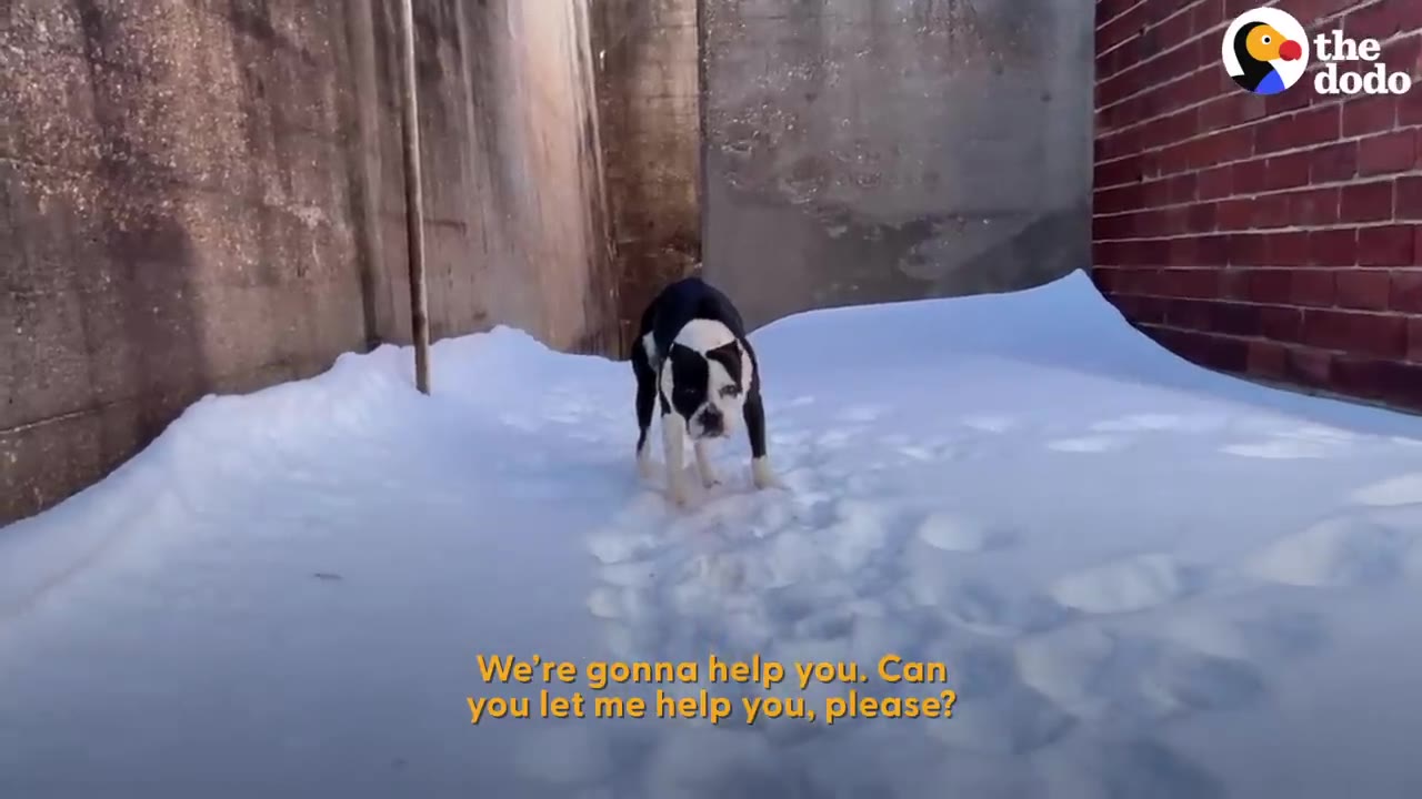 A black and white dog standing cautiously in deep snow in an alleyway.