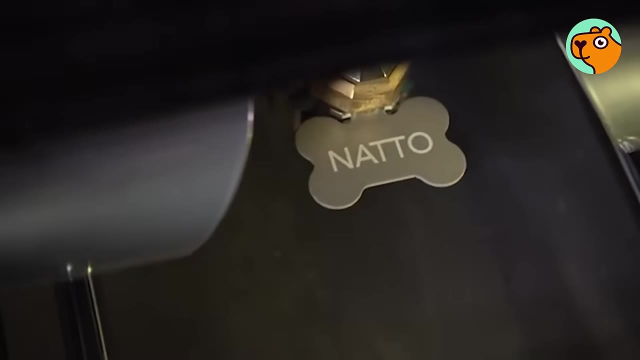 A close-up of a bone-shaped metal dog tag engraved with the name Natto.