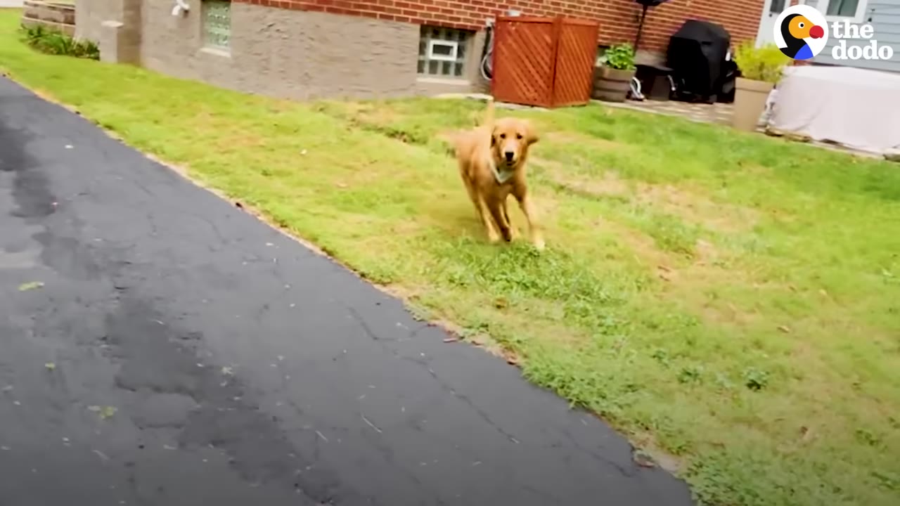 A golden retriever running across a grassy yard next to a paved driveway.