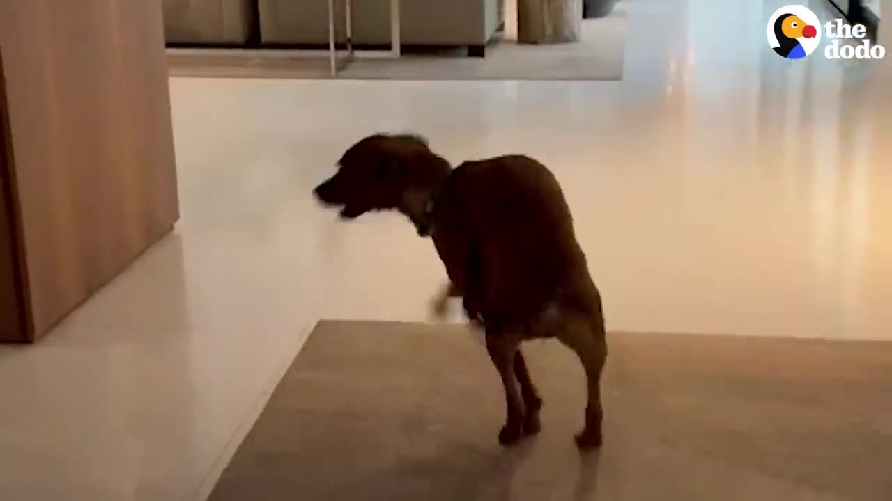 A small brown dog running and turning quickly across a smooth, polished indoor floor.