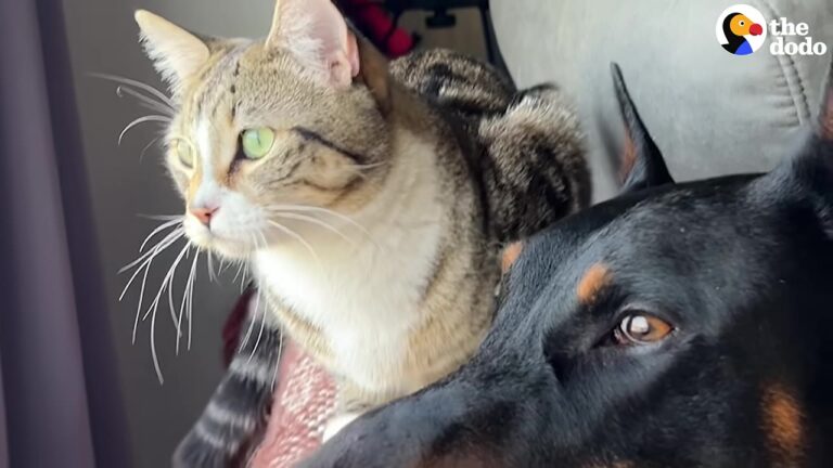California Dog Has Every Reason To Fear Cats, Until One Tiny Kitten Makes A Surprising Move