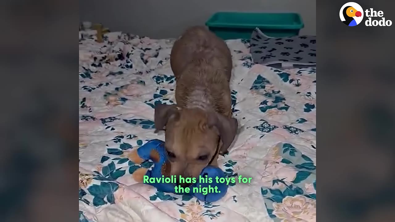 A small brown puppy named Ravioli plays with a blue stuffed toy on a floral-patterned bed.