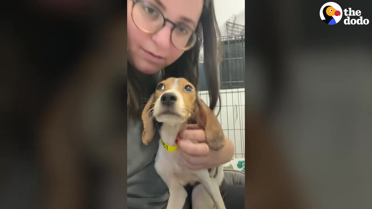 A woman with glasses holds and gently pets a small beagle puppy.