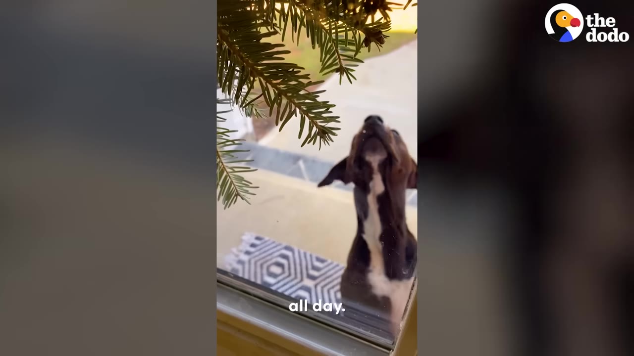 A brown and white dog sits on a porch mat outside a glass door, looking up through the window.
